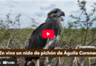 Transmiten en vivo un nido de águila coronada en el oeste pampeano y esperan el primer vuelo del pichón